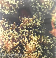 Balam Acab Maxi Single
