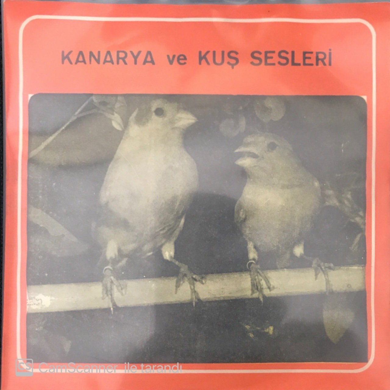 Kuş Sesleri Kanarya 45lik