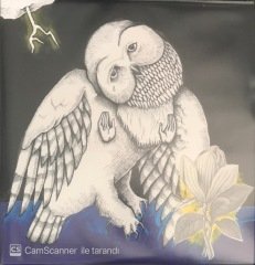 Songs: Ohia Magnolia Electric Co. LP