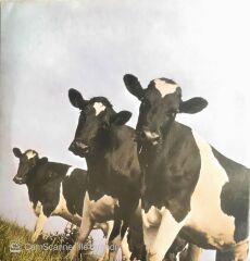 Pink Floyd - Atom Heart Mother - LP